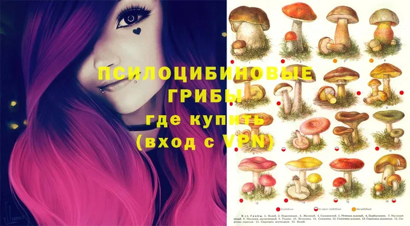 сколько стоит  Апшеронск  МЕГА маркетплейс  Псилоцибиновые грибы Psilocybine cubensis 